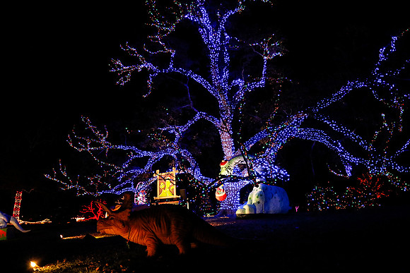 AUSTIN TRAIL OF LIGHTS